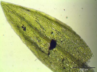 bryum barnesii blatt