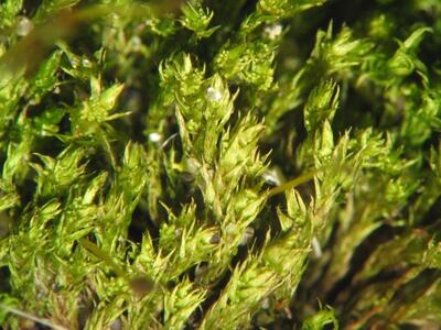 bryum barnesii trocken