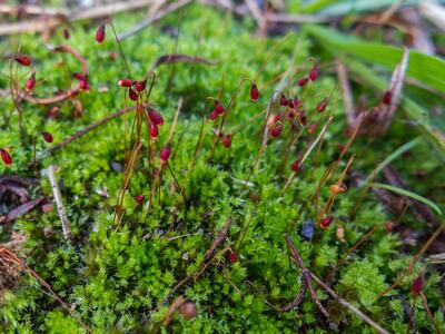 bryum bicolor