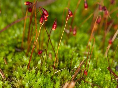 bryum bicolor detail