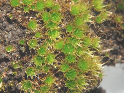 bryum caespiticum