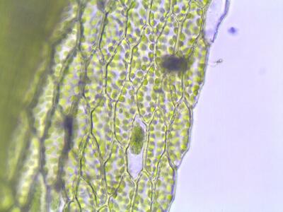 bryum caespiticum lamina