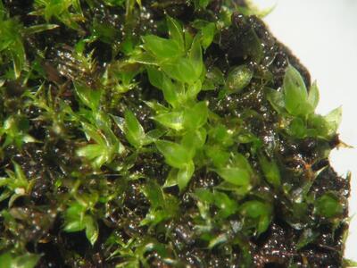 bryum capillare