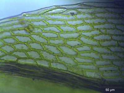bryum elegans lamina