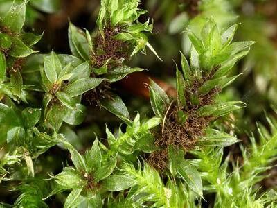 bryum flaccidum