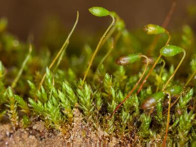 bryum gemmiferum