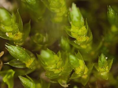 bryum gemmiferum detail