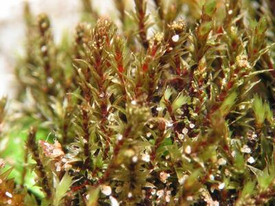 bryum imbricatum 1