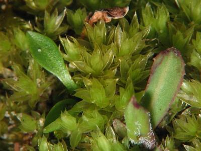 bryum imbricatum 2