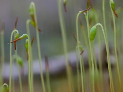 bryum imbricatum kapseln