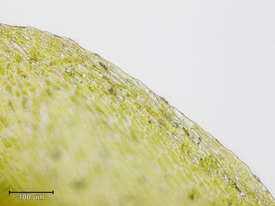 bryum marratii blattrand