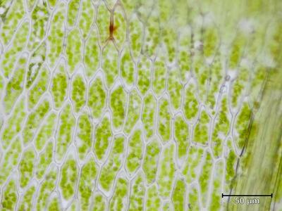 bryum marratii laminazellen