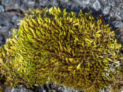 bryum mildeanum