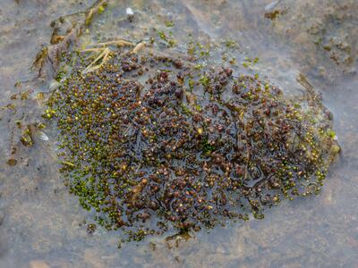 bryum miniatum