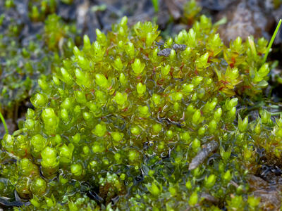 bryum neodamense