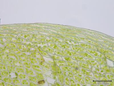 bryum neodamense blattsaum