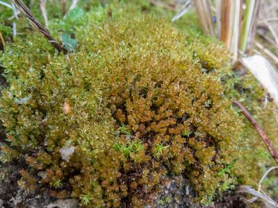 bryum pallens