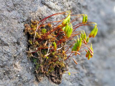 bryum platyloma