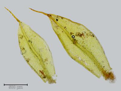 bryum platyloma blatt