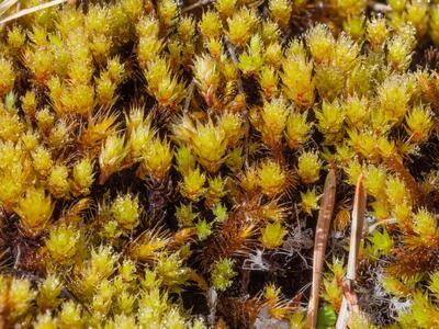 bryum pseudotriquetrum