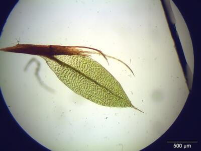 bryum pseudotriquetrum blatt