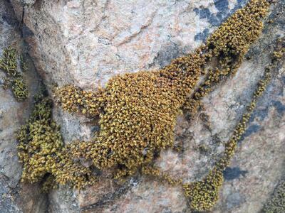 bryum torquescens