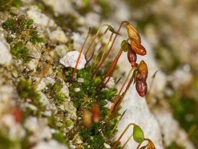 bryum turbinatum