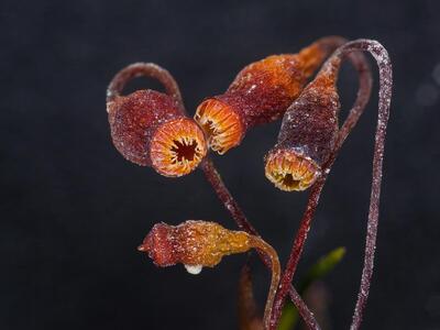 bryum turbinatum kapsel trocken