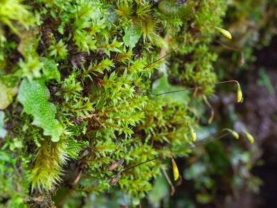 bryum uliginosum