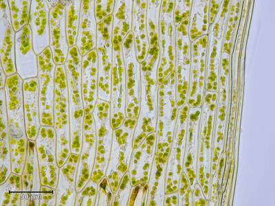 bryum uliginosum blattrand unten