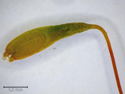 bryum uliginosum kapsel