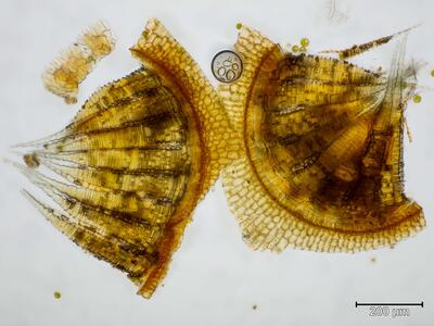 bryum uliginosum peristom