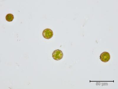 bryum uliginosum sporen