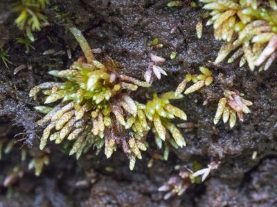 plagiobryum zieri