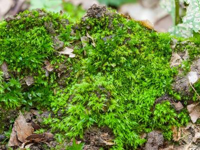 pohlia lutescens