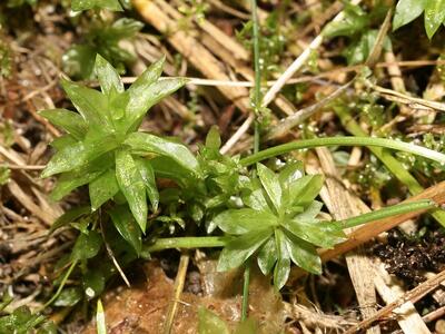 rhodobryum roseum