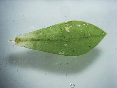 rhodobryum roseum blatt