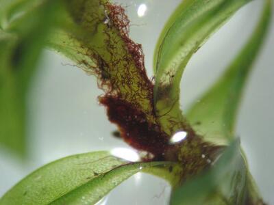 rhodobryum roseum rhizoidfilz