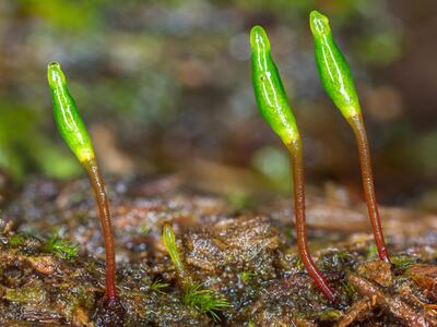 buxbaumia viridis