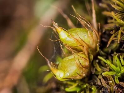 diphyscium foliosum