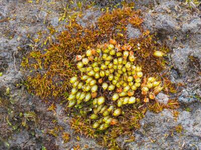 diphyscium foliosum habitus