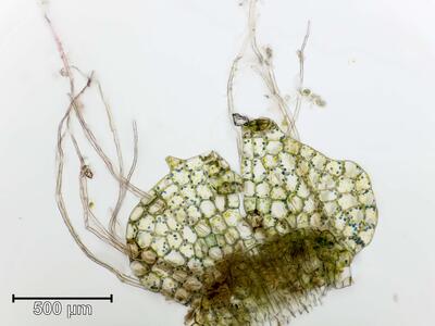 calypogeia azurea unterblatt