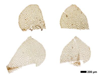 calypogeia fissa 1 flankenblatt
