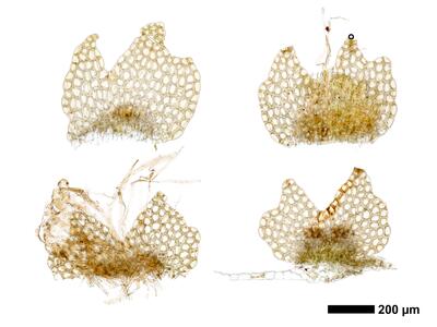 calypogeia muelleriana 1 unterblatt