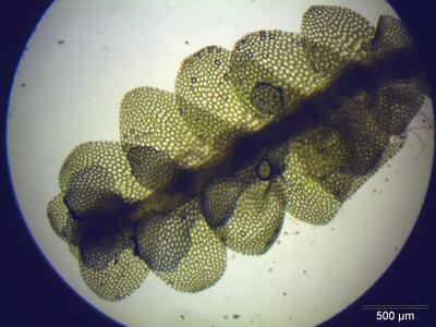 calypogeia muelleriana thallus