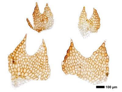 cephalozia ambigua 1 flankenblatt