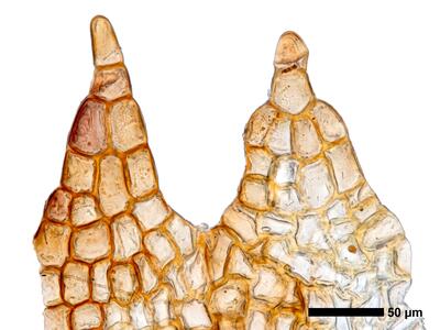 cephalozia ambigua 1 flankenblatt blattspitze