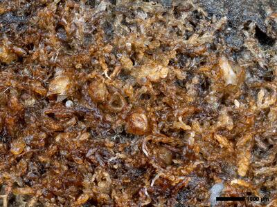 cephalozia ambigua 1 habitus