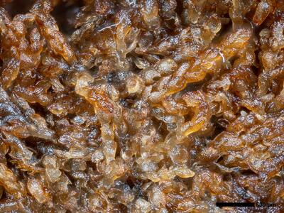 cephalozia ambigua 1 habitus detail