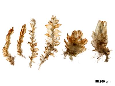 cephalozia ambigua 1 habitus oberseite